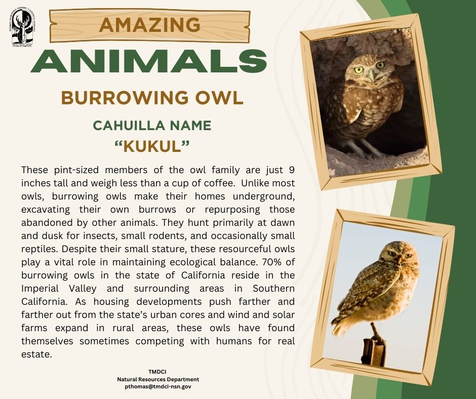 AA B-owl